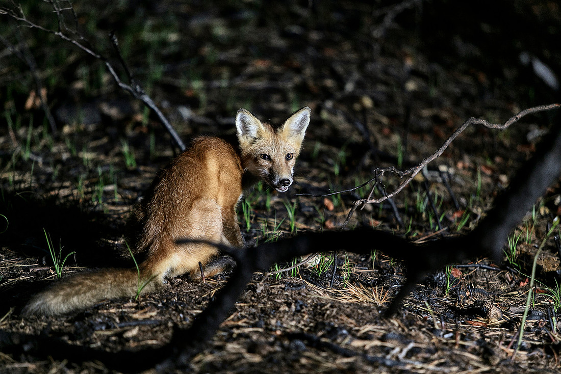 A fox in the Meat Rack | koitz photography