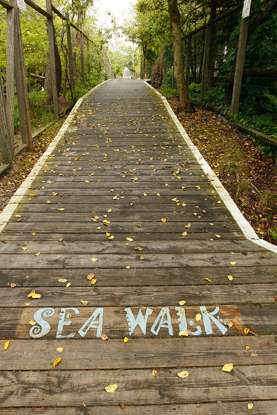 Sea Walk Cherry Grove, Fire Island, boardwalk