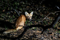 A fox in the Meat Rack | koitz photography