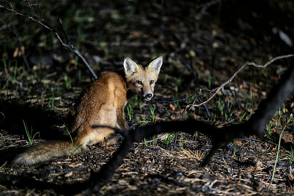 A fox in the Meat Rack | koitz photography