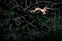 Emerging from the ashes in the burnt section of the Meat Rack | koitz photography